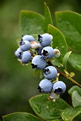 Northblue Blueberry (Vaccinium 'Northblue') at Stonegate Gardens