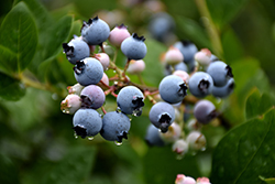 Bluecrop Blueberry (Vaccinium corymbosum 'Bluecrop') at Stonegate Gardens