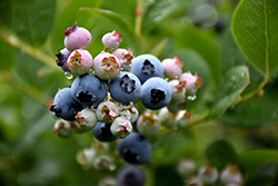 Top Hat Blueberry (Vaccinium corymbosum 'Top Hat') at Stonegate Gardens