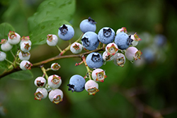 Highbush Blueberry (Vaccinium corymbosum) at Stonegate Gardens