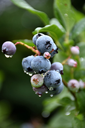 Bonus Blueberry (Vaccinium corymbosum 'Bonus') at Stonegate Gardens