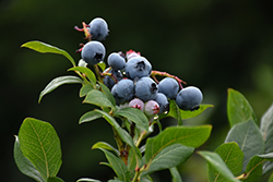 Northland Blueberry (Vaccinium corymbosum 'Northland') at Stonegate Gardens