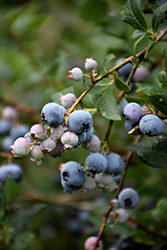Superior Blueberry (Vaccinium corymbosum 'Superior') at Lakeshore Garden Centres