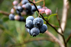 Chandler Blueberry (Vaccinium corymbosum 'Chandler') at Stonegate Gardens