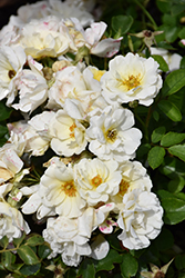 White Drift Rose (Rosa 'Meizorland') at Stonegate Gardens