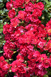 Red Drift Rose (Rosa 'Meigalpio') at Stonegate Gardens