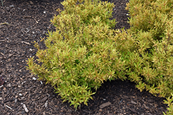 Colorstar Flamingo Pink Weigela (Weigela florida 'Bokrafour') at Lakeshore Garden Centres