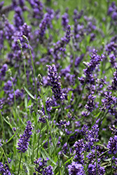 SuperBlue Lavender (Lavandula angustifolia 'SuperBlue') at Stonegate Gardens