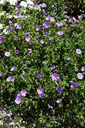 Azure Rush Cranesbill (Geranium 'Azure Rush') at Stonegate Gardens