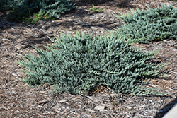 Blue Chip Juniper (Juniperus horizontalis 'Blue Chip') at Stonegate Gardens
