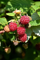 Boyne Raspberry (Rubus 'Boyne') at A Very Successful Garden Center