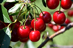 Mesabi Cherry (Prunus 'Mesabi') at A Very Successful Garden Center
