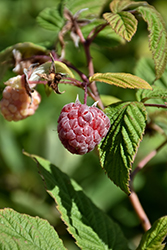 Royalty Raspberry (Rubus 'Royalty') at Stonegate Gardens