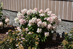 Little Quick Fire Hydrangea (Hydrangea paniculata 'SMHPLQF') at Lakeshore Garden Centres