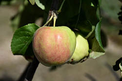 Collett Apple (Malus 'Collett') at Stonegate Gardens