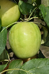 Norkent Apple (Malus 'Norkent') at Stonegate Gardens