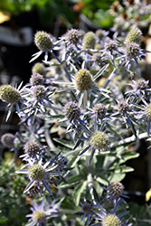 Blue Hobbit Sea Holly (Eryngium planum 'Blue Hobbit') at Lakeshore Garden Centres