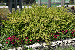 Festivus Gold Ninebark (Physocarpus opulifolius 'Bert Dart's G') at Lakeshore Garden Centres