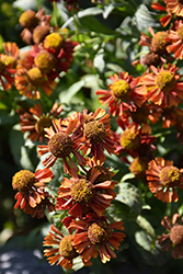 Ruby Tuesday Sneezeweed (Helenium 'Ruby Tuesday') at Stonegate Gardens