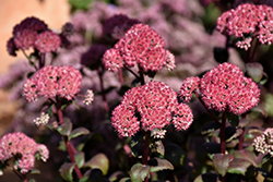 Desert Red Stonecrop (Sedum 'Desert Red') at Lakeshore Garden Centres