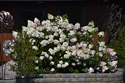 Vanilla Strawberry Hydrangea (Hydrangea paniculata 'Renhy') at A Very Successful Garden Center