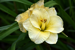 When Fortune Smiles Daylily (Hemerocallis 'When Fortune Smiles') at A Very Successful Garden Center