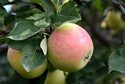 Goodland Apple (Malus 'Goodland') at Stonegate Gardens