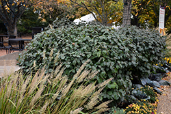 Spice Island Koreanspice Viburnum (Viburnum carlesii 'Select A') at Stonegate Gardens