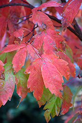 Three Flowered Maple (Acer triflorum) at Lakeshore Garden Centres