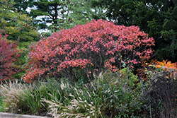 Prairie Flame Shining Sumac (Rhus copallinum 'Morton') at Lakeshore Garden Centres