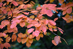 Autumn Brilliance Serviceberry (Amelanchier x grandiflora 'Autumn Brilliance') at Lakeshore Garden Centres