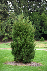 Nova Redcedar (Juniperus virginiana 'Nova') at Stonegate Gardens