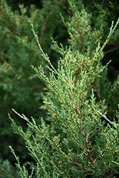 Nova Redcedar (Juniperus virginiana 'Nova') at Stonegate Gardens