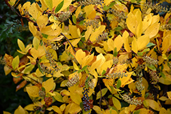 Vanilla Spice Summersweet (Clethra alnifolia 'Caleb') at Stonegate Gardens