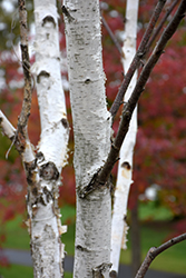 White Satin Birch (Betula utilis 'White Satin') at Stonegate Gardens