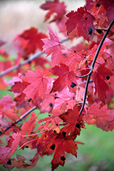 Redpointe Red Maple (clump) (Acer rubrum 'Frank Jr.') at A Very Successful Garden Center