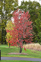 Redpointe Red Maple (clump) (Acer rubrum 'Frank Jr.') at A Very Successful Garden Center