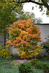 Three Flowered Maple (Acer triflorum) at Lakeshore Garden Centres