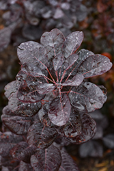 Winecraft Black Smokebush (Cotinus coggygria 'NCCO1') at Lakeshore Garden Centres