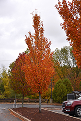 Armstrong Gold Red Maple (Acer rubrum 'JFS-KW78') at Stonegate Gardens