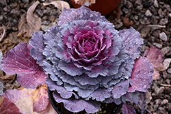 Osaka Purple Ornamental Cabbage (Brassica oleracea 'Osaka Purple') at Stonegate Gardens