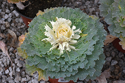 Osaka White Ornamental Cabbage (Brassica oleracea 'Osaka White') at Stonegate Gardens