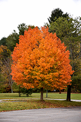 Majesty Sugar Maple (Acer saccharum 'Flax Mill Majesty') at Stonegate Gardens