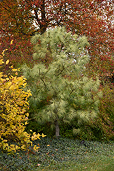 Zebrina Himalayan Pine (Pinus wallichiana 'Zebrina') at Lakeshore Garden Centres