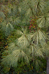 Zebrina Himalayan Pine (Pinus wallichiana 'Zebrina') at Lakeshore Garden Centres