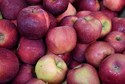 Hampshire Mac Apple (Malus 'Hampshire Mac') at Stonegate Gardens