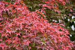 Beni Tsukasa Japanese Maple (Acer palmatum 'Beni Tsukasa') at Stonegate Gardens