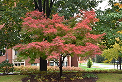Beni Tsukasa Japanese Maple (Acer palmatum 'Beni Tsukasa') at Stonegate Gardens