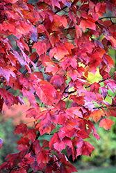 Red Maple (Acer rubrum) at Stonegate Gardens
