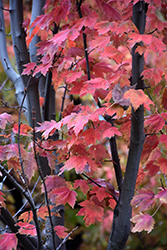 Autumn Spire Red Maple (Acer rubrum 'Autumn Spire') at Stonegate Gardens